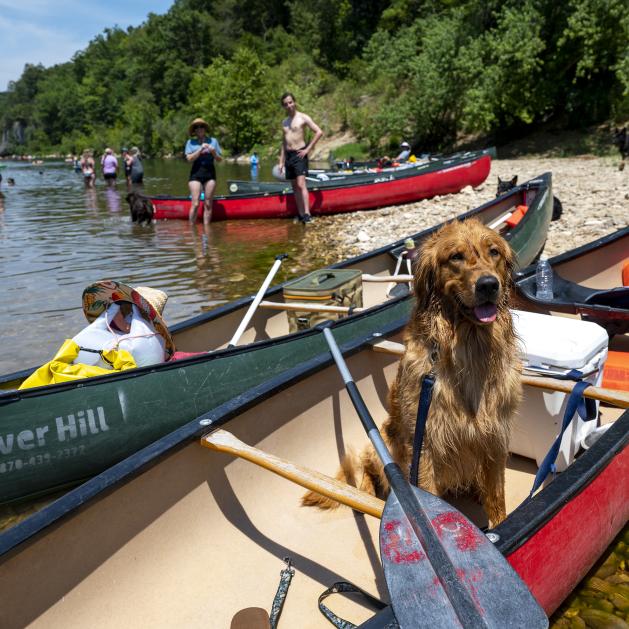 Dog in a canoe on the shore of the Buffalo River