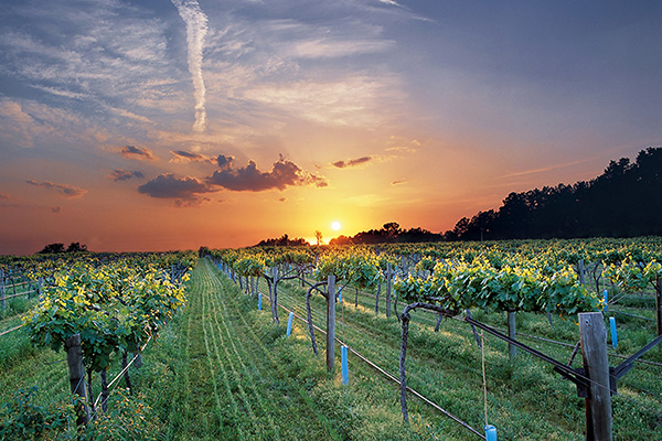 Altus Vineyard in Arkansas at Sunset