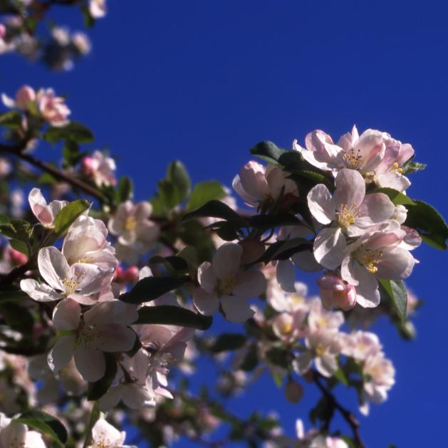 Apple Blossom