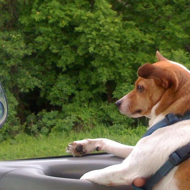 Dog Friendly Activities