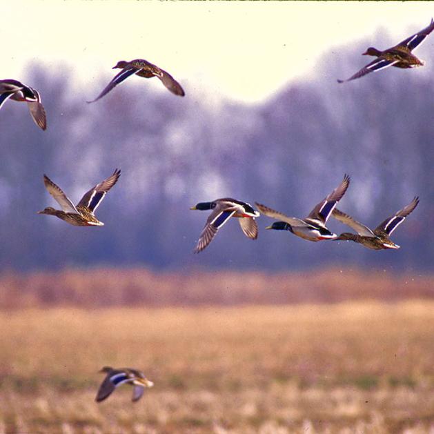 Ducks in flight